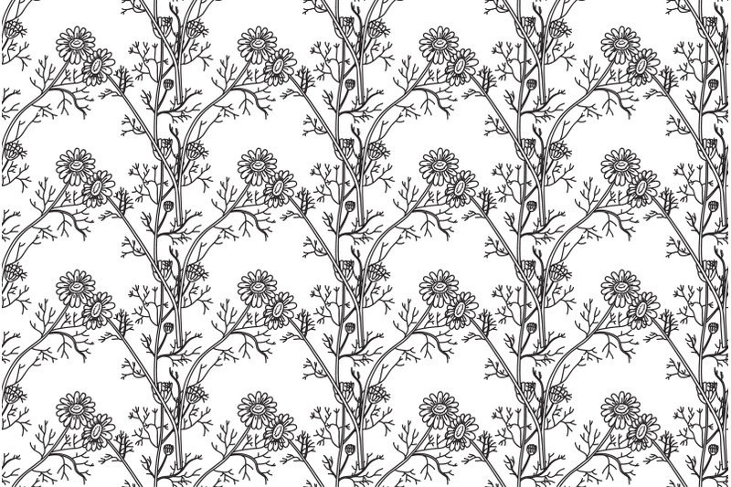 line-art-botanical-seamless-floral-pattern-with-flowers-chamomile-vect