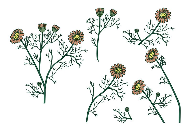 botanical-set-plants-daisy-isolated-on-white-background-hand-drawn-bg