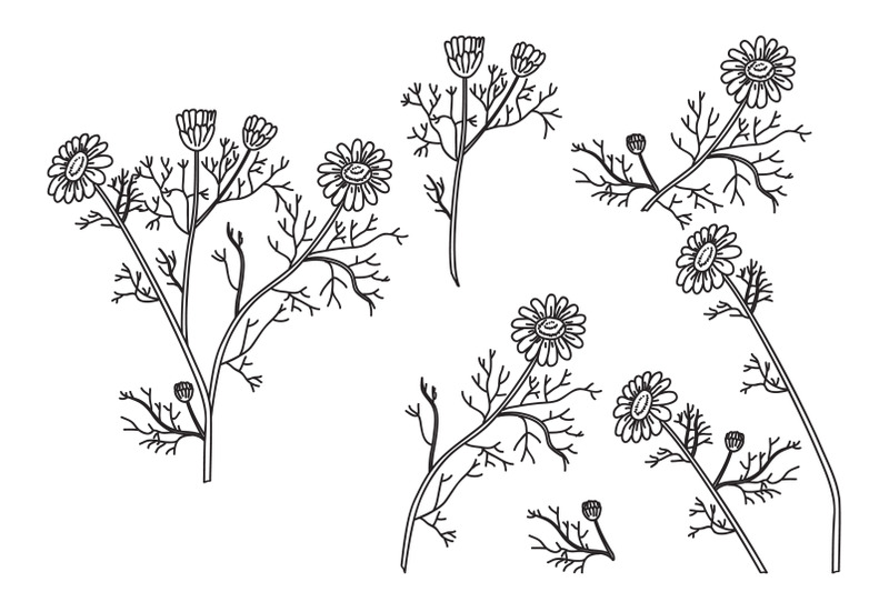 line-art-botanical-set-plants-daisy-isolated-on-white-background-hand