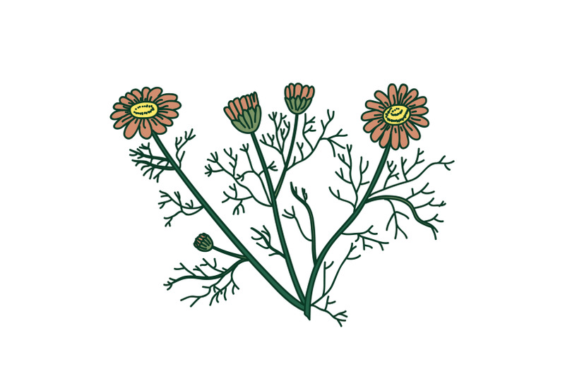 botanical-bouquet-daisy-isolated-on-white-background-hand-drawn-plant
