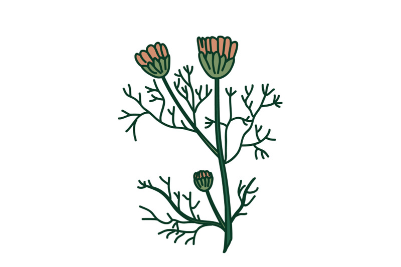 botanical-branch-daisy-isolated-on-white-background-hand-drawn-doodle