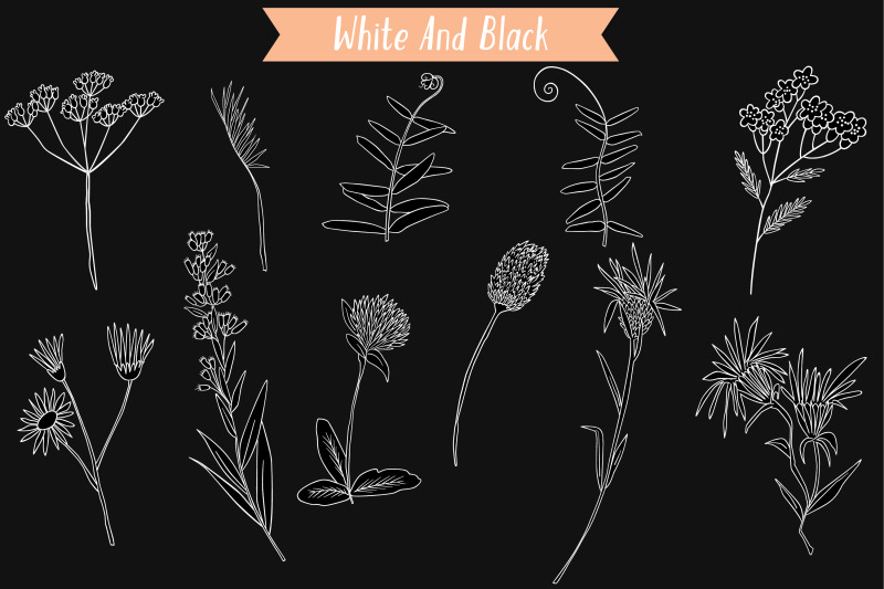 white-wild-flowers-hand-drawn-meadow-plants-leaves-fern