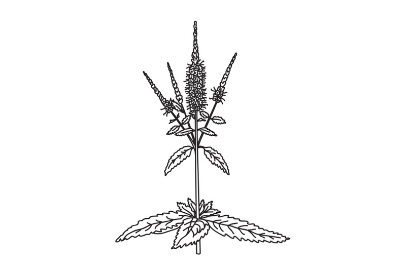line-art-botanical-wildflower-isolated-on-white-background-hand-drawn