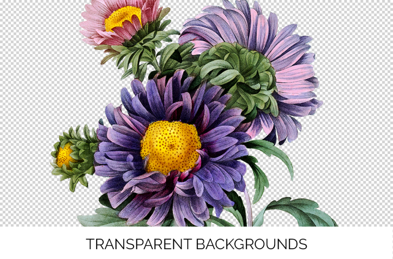 aster-flowers-clipart