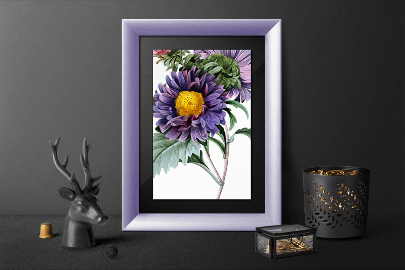 aster-flowers-clipart