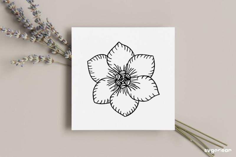 forget-me-not-flower-svg