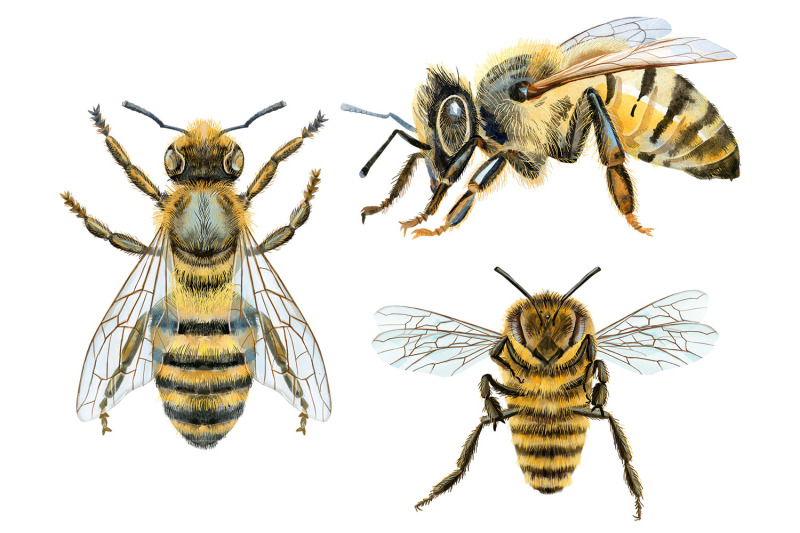 watercolor-bees-and-bumblebees