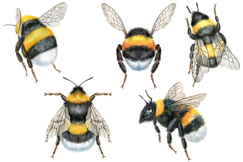 watercolor-bees-and-bumblebees