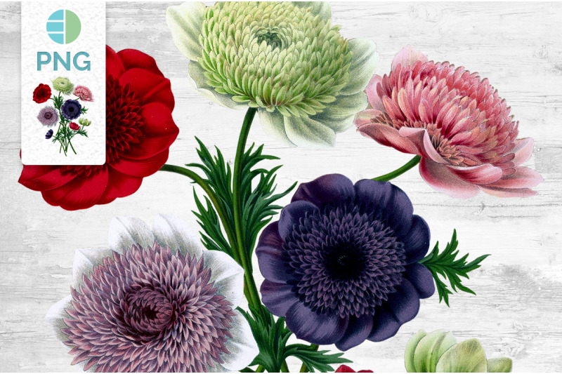 bouquet-anemone-clipart