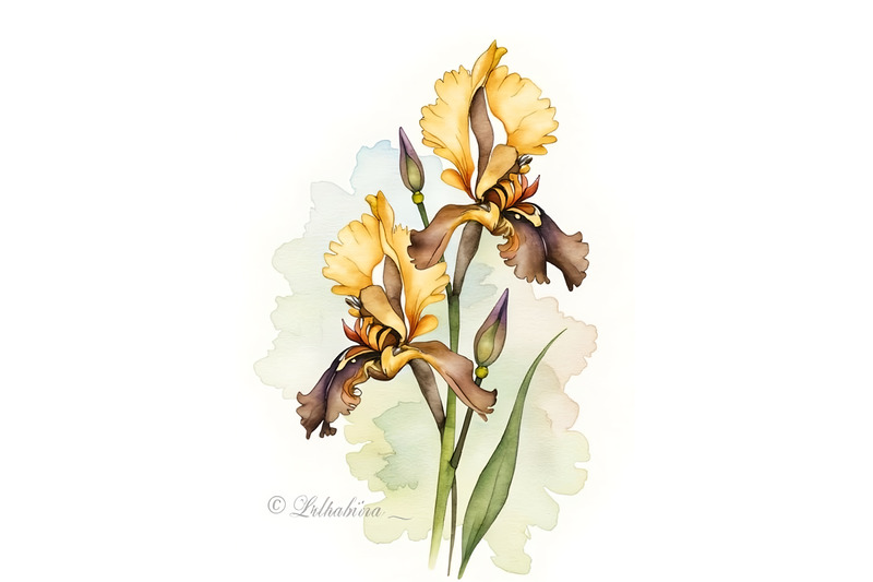 xari-bulbul-simvol-the-striking-bee-orchid-displays-its-vibrant