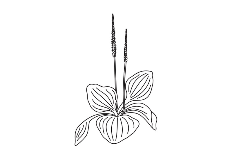 line-art-botanical-growing-plantain-bush-isolated-on-white-background