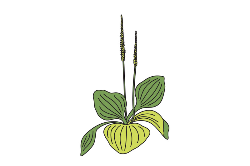 botanical-growing-plantain-bush-isolated-on-white-background