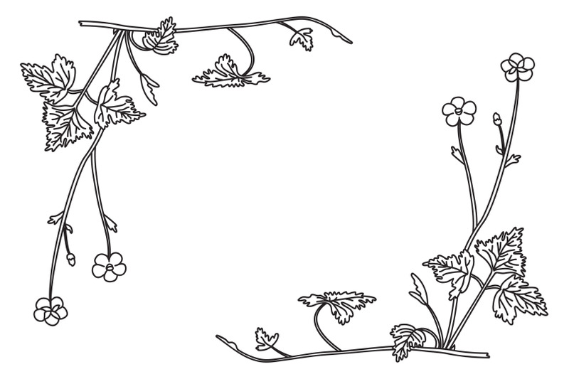 line-art-botanical-floral-border-corner-isolated-on-white-background
