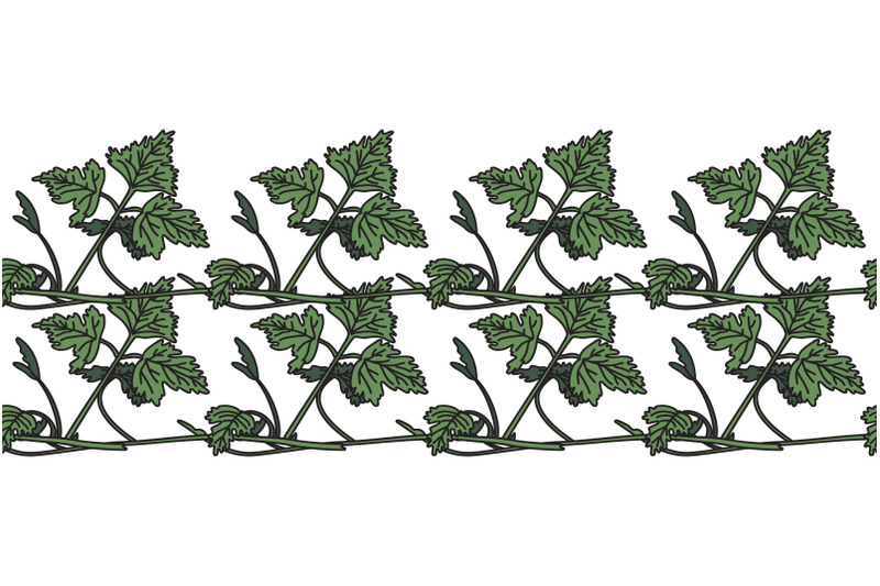 botanical-floral-horizontal-border-with-grapevine-isolated-on-white-bg