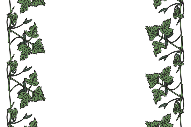 botanical-floral-vertical-border-with-grapevine-isolated-on-white-bg