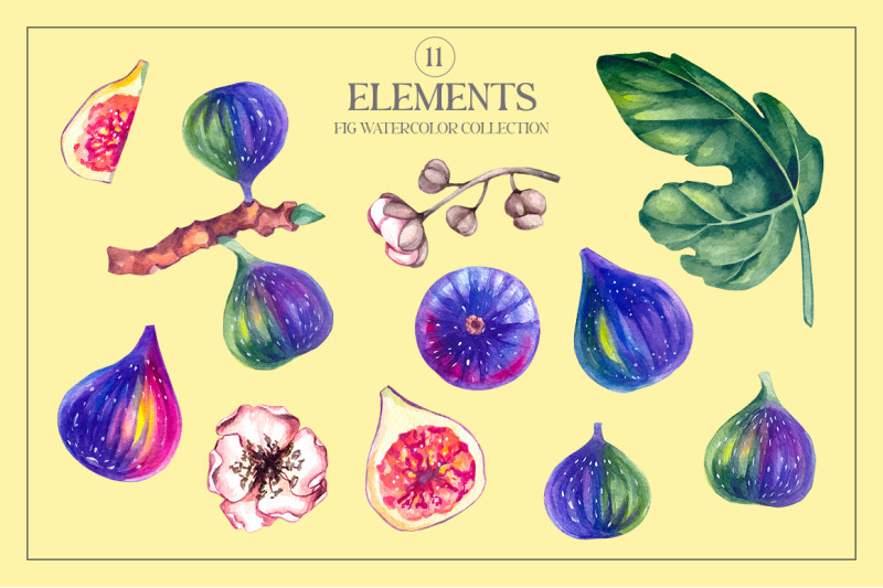 fig-plant-watercolor-clipart