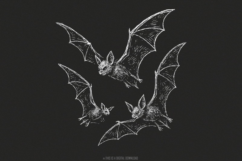 vintage-bats-png-clipart-for-gothic-halloween-decor-bat-drawing-png-d