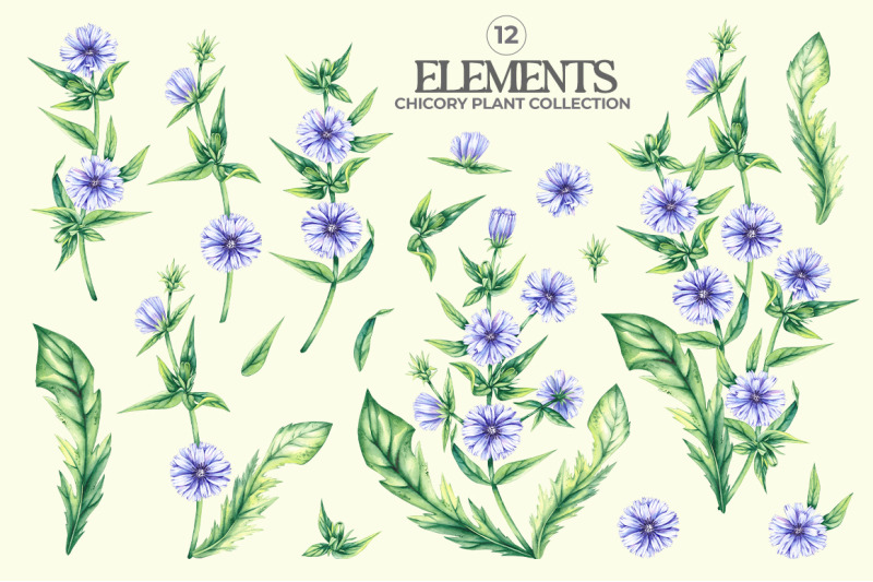 chicory-plant-watercolor-collection