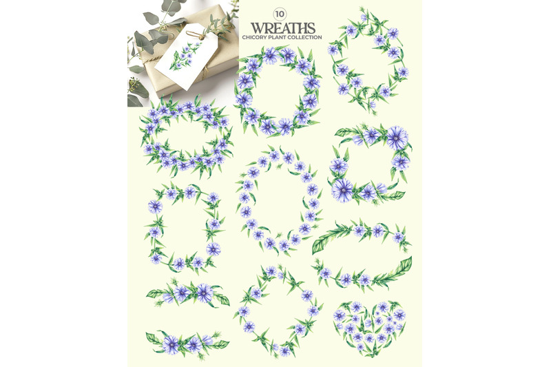 chicory-plant-watercolor-collection