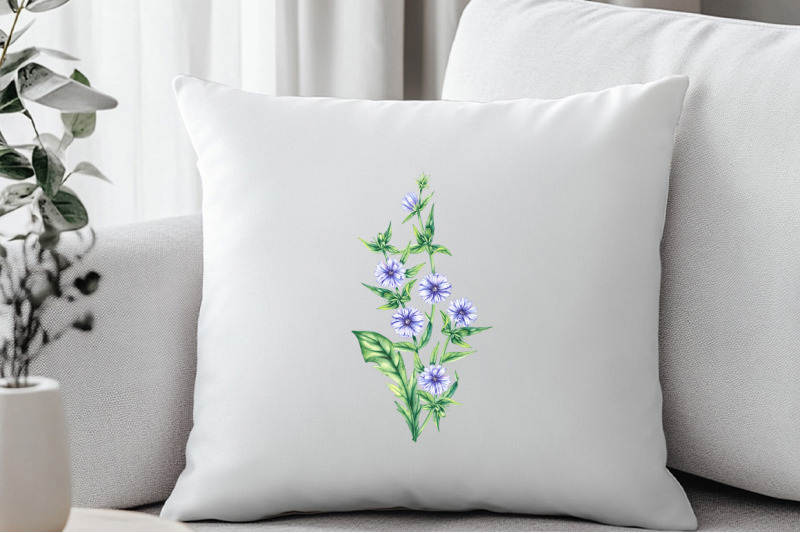 chicory-plant-watercolor-collection
