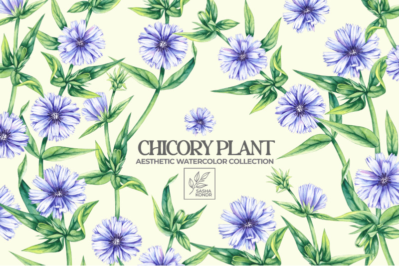 chicory-plant-watercolor-collection