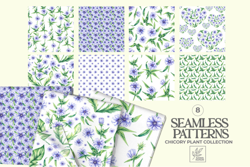 chicory-plant-watercolor-collection