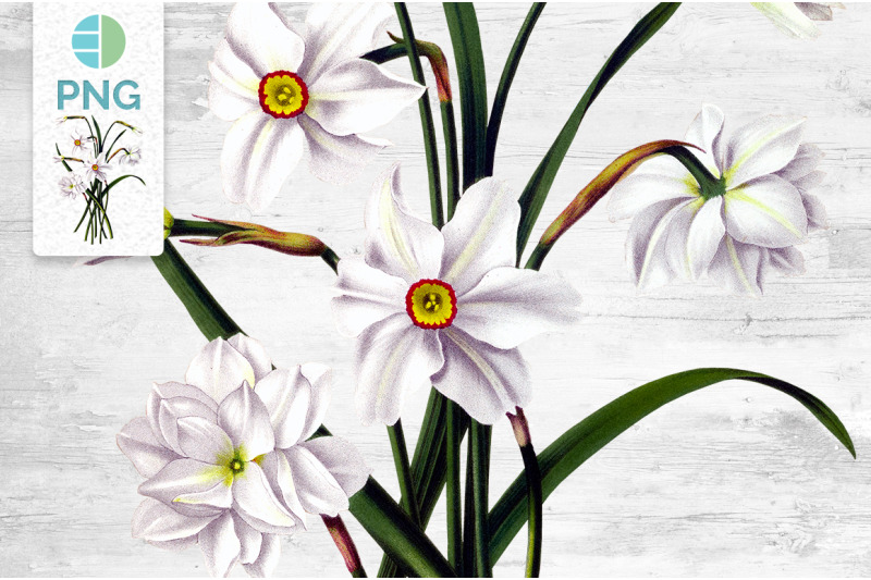 white-daffodils-clipart