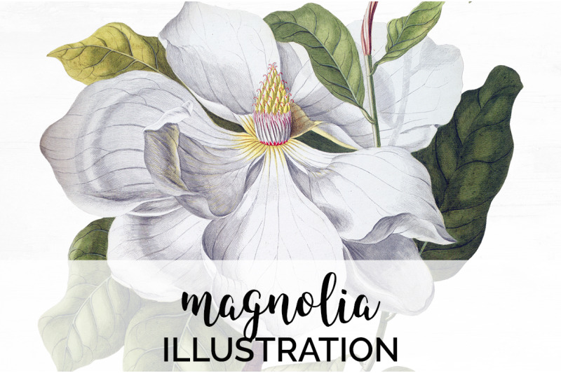 magnolia-clipart