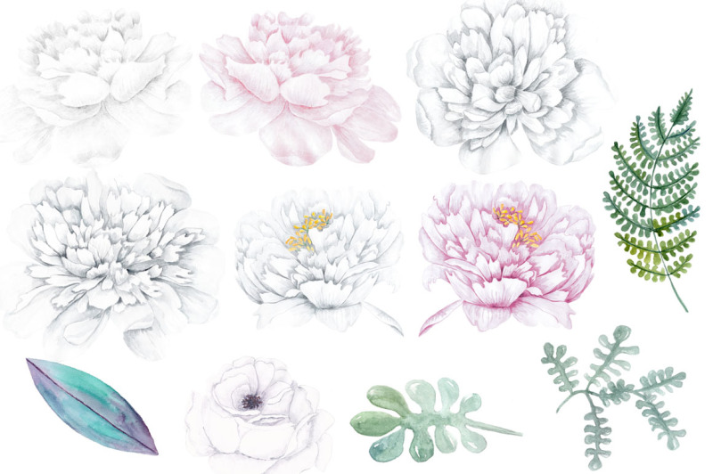 watercolor-white-peonies-clipart