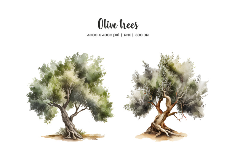 watercolor-olive-clipart-olive-branches-and-leaves-watercolor