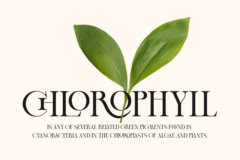 cheqa-a-luxury-amp-elegant-serif
