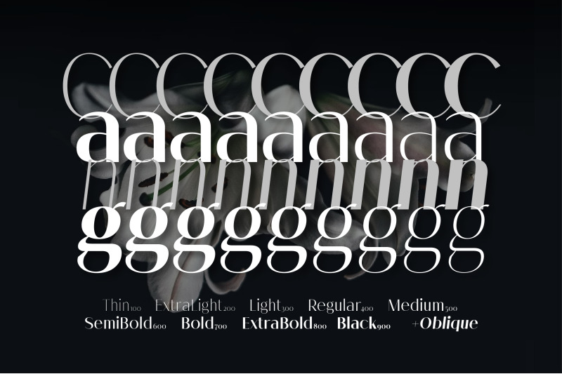 melloida-high-contrast-sans-serif-family