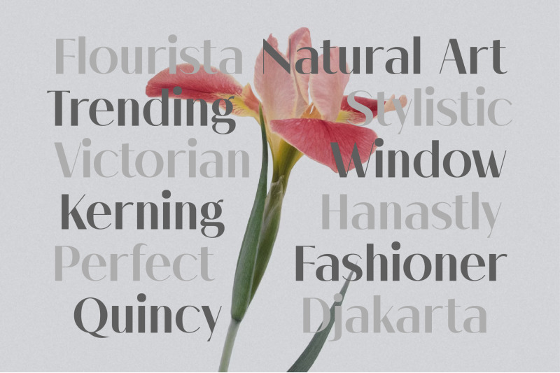 melloida-high-contrast-sans-serif-family