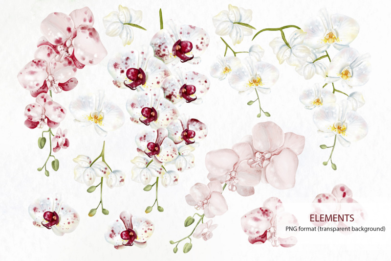 watercolor-orchids