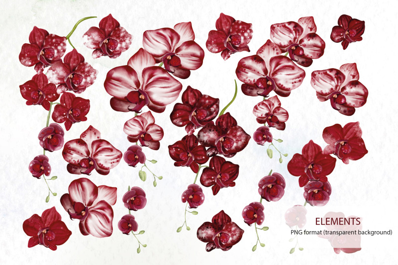 watercolor-orchids