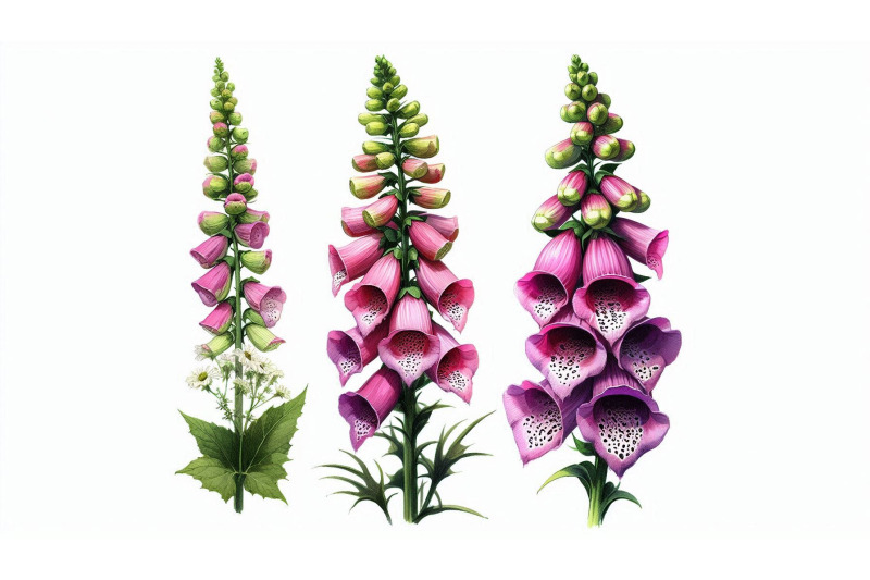 foxglove-blossom-watercolor