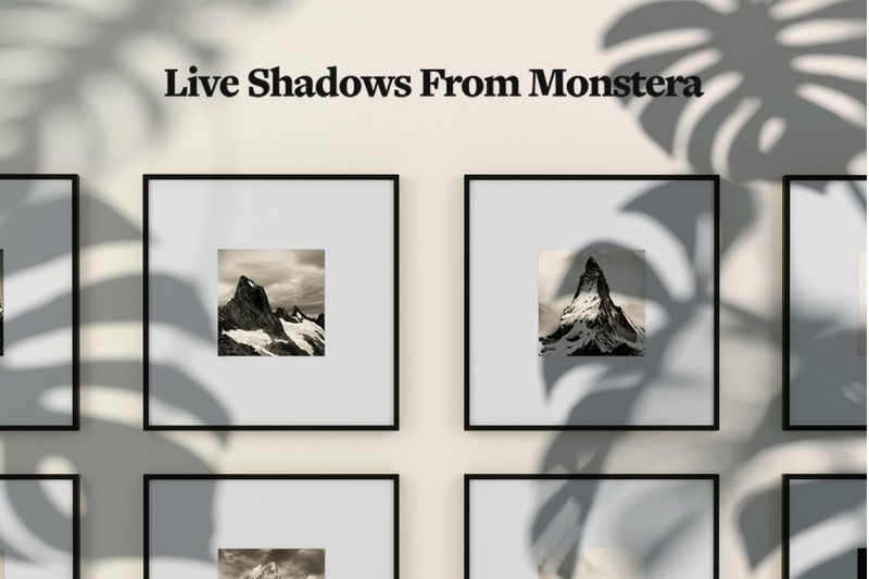 plant-shadow-backdrops-video-bundle
