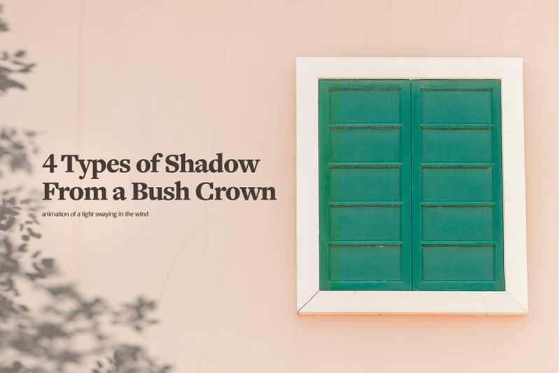 plant-shadow-backdrops-video-bundle