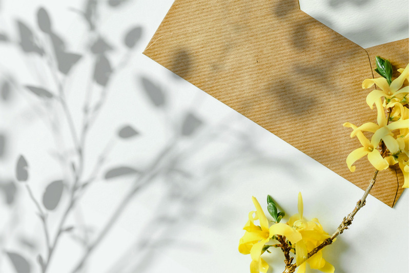 plant-shadow-backdrops-video-bundle