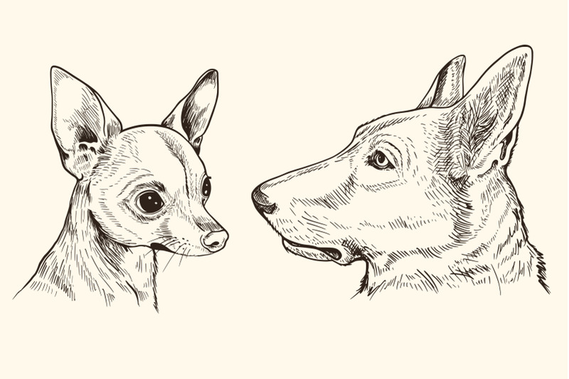 hand-drawn-portraits-of-animals