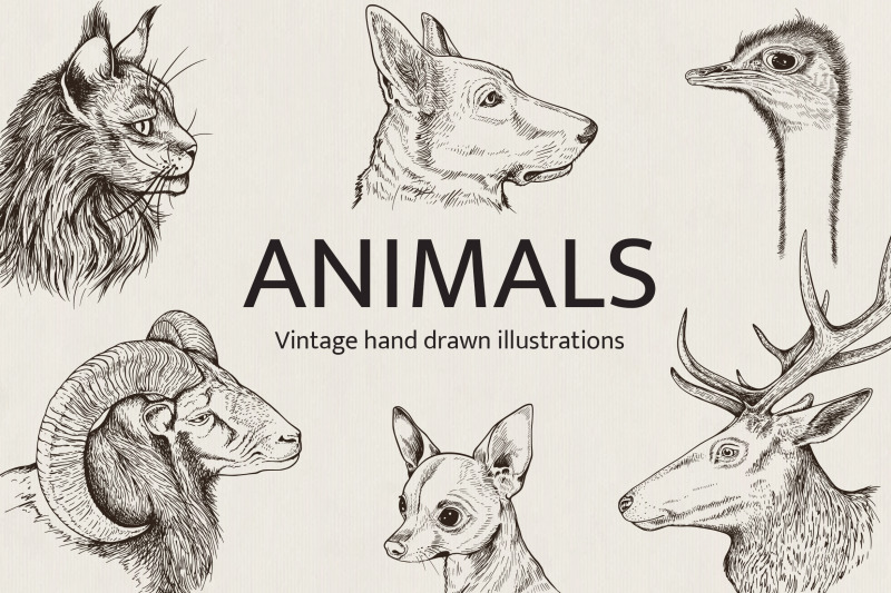 hand-drawn-portraits-of-animals