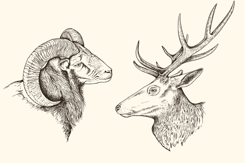 hand-drawn-portraits-of-animals