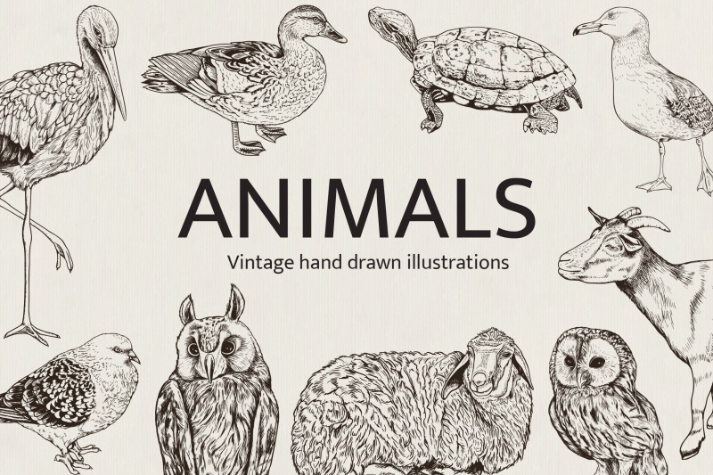 hand-drawn-animals