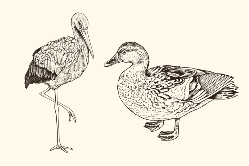 hand-drawn-animals