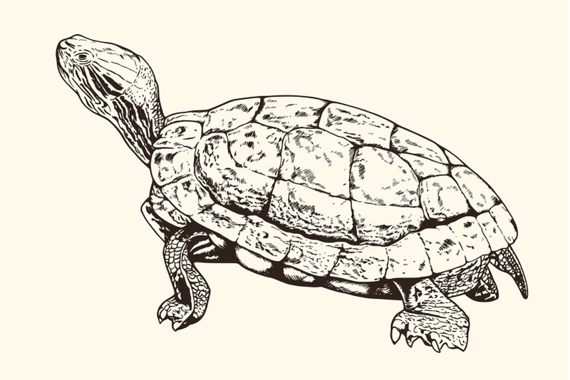 hand-drawn-animals