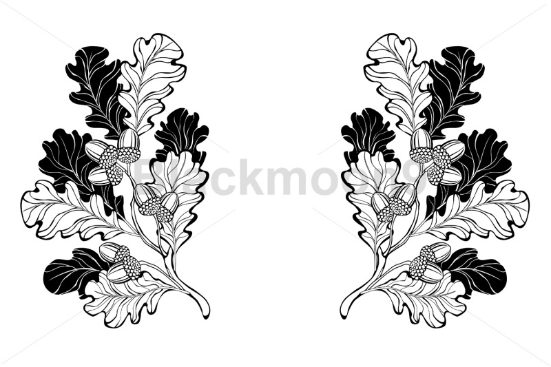 contour-oak-branches