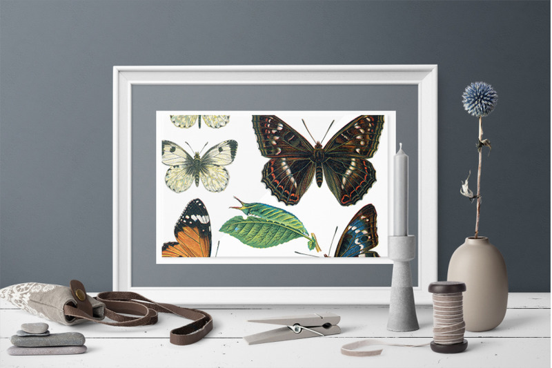 butterflies-clipart