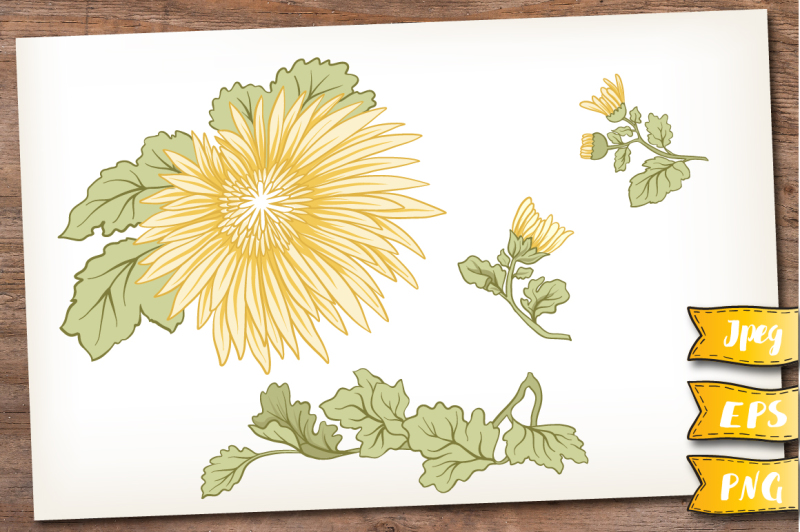 yellow-chrysanthemum-set