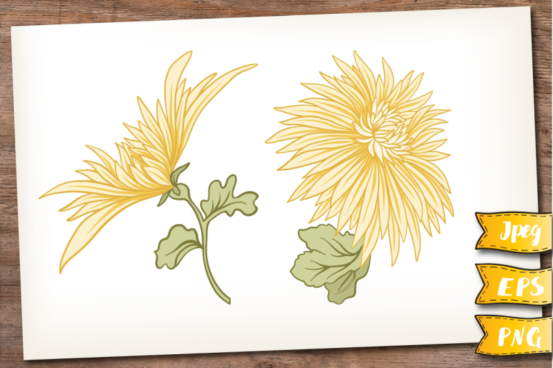 yellow-chrysanthemum-set