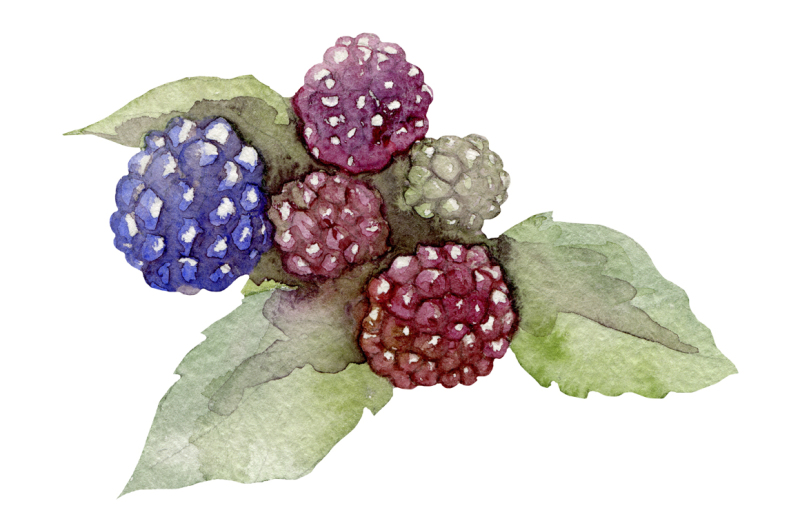 watercolor-hand-drawn-fruits-set
